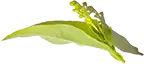Brizna 4