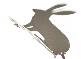 Conejo 1