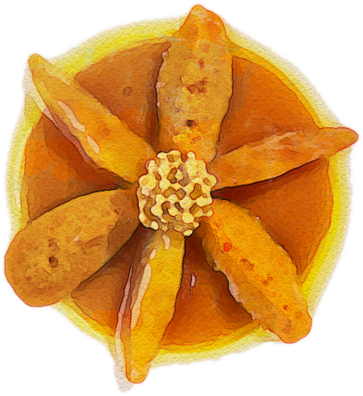 Flor restaurantes